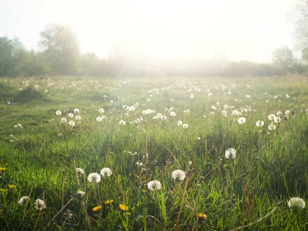 阳光照射在长满蒲公英的绿色春天的草地上 — 图库照片