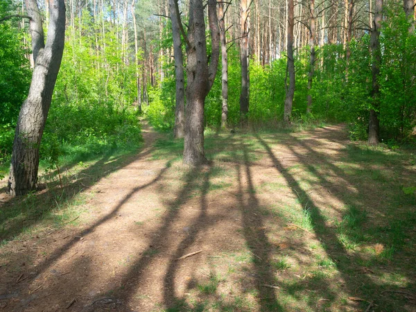 Ακτίνες Του Ήλιου Στο Δάσος Άνοιξη — Φωτογραφία Αρχείου
