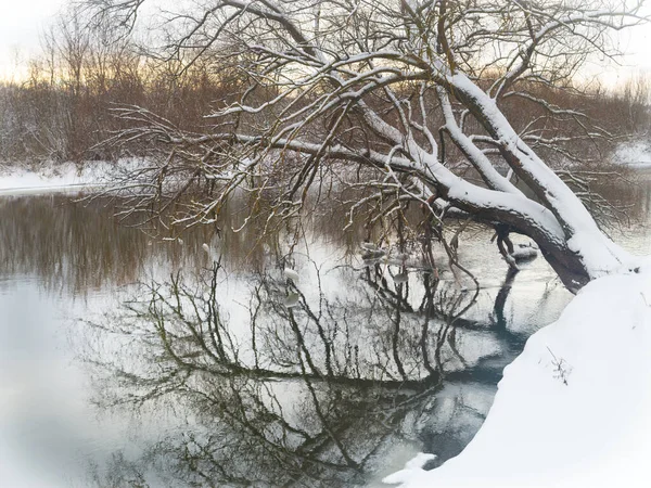 Χειμερινό Τοπίο Δέντρα Και Θάμνοι Στην Όχθη Του Χειμερινού Ποταμού — Φωτογραφία Αρχείου