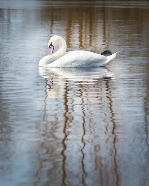 川の白い白鳥 白い白鳥が水面に浮かんでいる — ストック写真