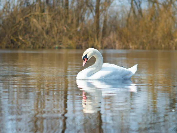 河里的白天鹅 一只白天鹅漂浮在水面上 — 图库照片