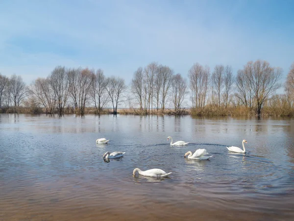 Білі Лебеді Річці Зграя Білих Лебедів Плавають Воді — стокове фото