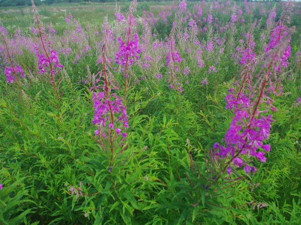 Blooming Willow Herb Ivan Tea Fireweed Epilobium Angustifolium — Stock Photo, Image