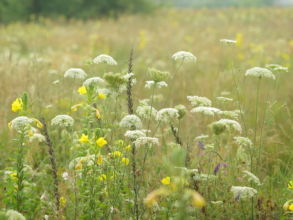 Vilda Blommor Sommaräng Gräset — Stockfoto