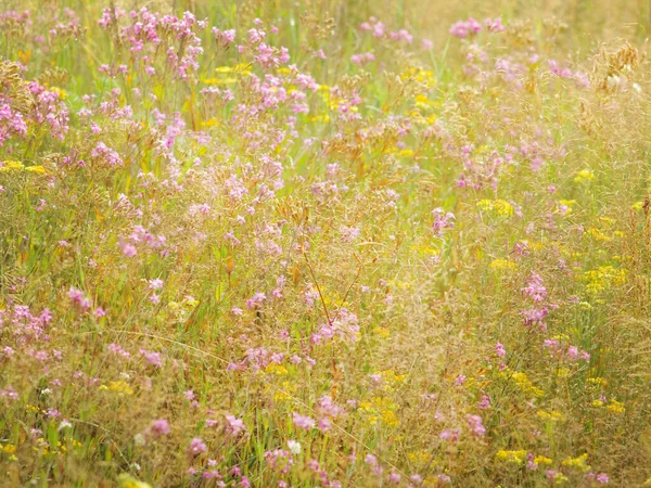Dzikie Letnie Kwiaty Polne — Zdjęcie stockowe