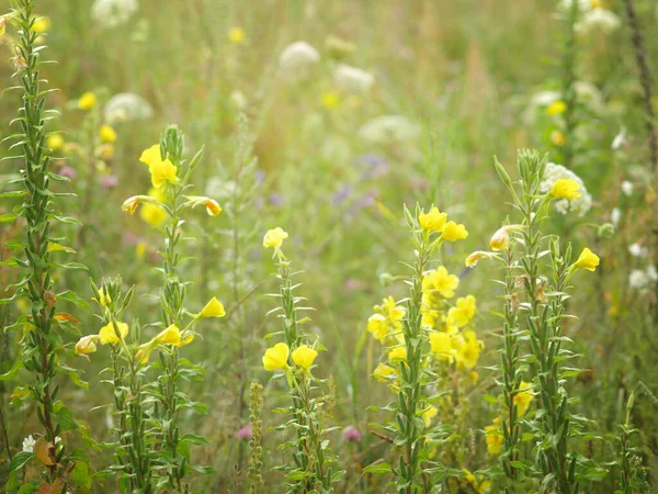 Wilde Bloemen Een Zomerweide Het Gras — Stockfoto