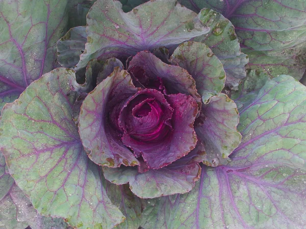 Hojas Col Cerca Vista Desde Parte Superior Verduras Jardín —  Fotos de Stock