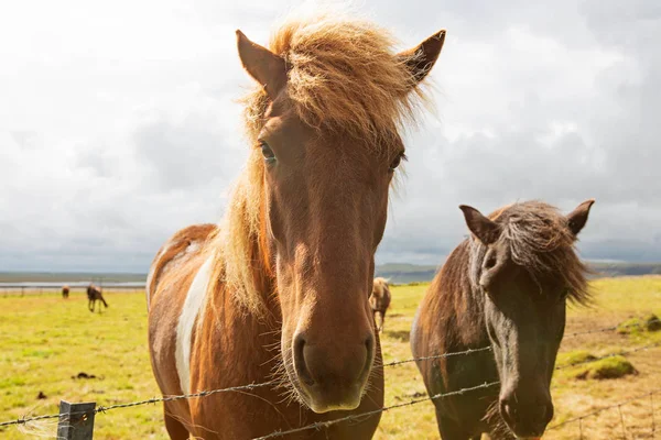 cute horses in iceland, lifestyle and travel concept