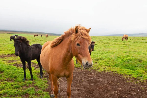 Belos Cavalos Islândia Estilo Vida Conceito Viagem — Fotografia de Stock