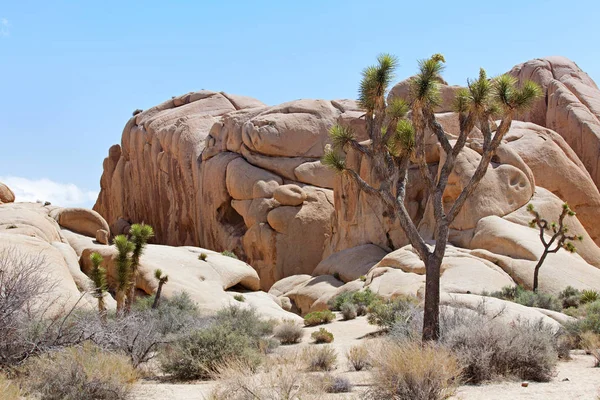 Joshua tree national park — Stock Photo, Image