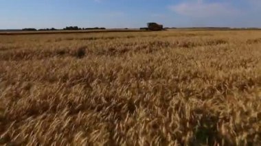 Kamera buğday alan üzerinde uçar. O sinekler birleştirmek hasat önce görünüm tutar.