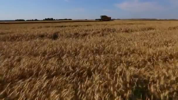 Camera Flies Wheat Field Flies Combine Harvester Keeps View — Stock Video