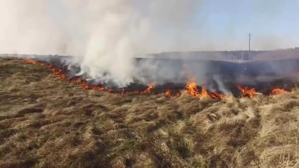 Camera Moving Big Meadow Meadow Burns Last Year Dry Grass — Stock Video