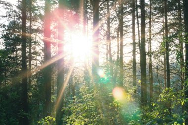 Ormanda güzel gün batımı. gün zaman atış