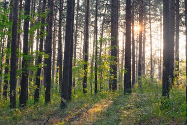 Ormanda güzel gün batımı. gün zaman atış