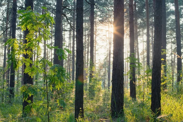 Piękny Zachód Słońca Lesie Zdjęcie Dnia — Zdjęcie stockowe