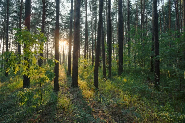 Hermoso Atardecer Bosque Tiro Día — Foto de Stock