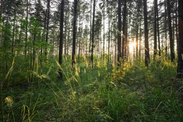 Ηλιοβασίλεμα Στο Δάσος Βολή Ώρα Την Ημέρα — Φωτογραφία Αρχείου