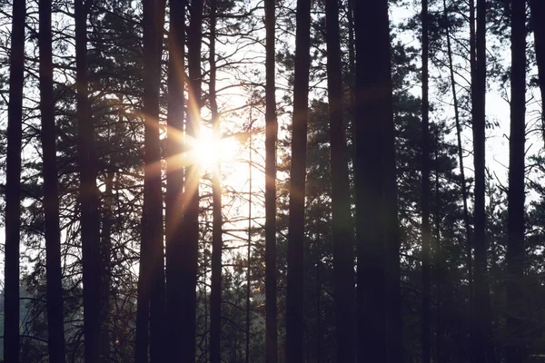 森の中で美しい夕日 時間の日の撮影 — ストック写真