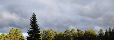 Gün batımında Ladin çam ormanı