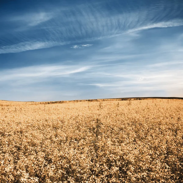 天空和秋天的田野 — 图库照片