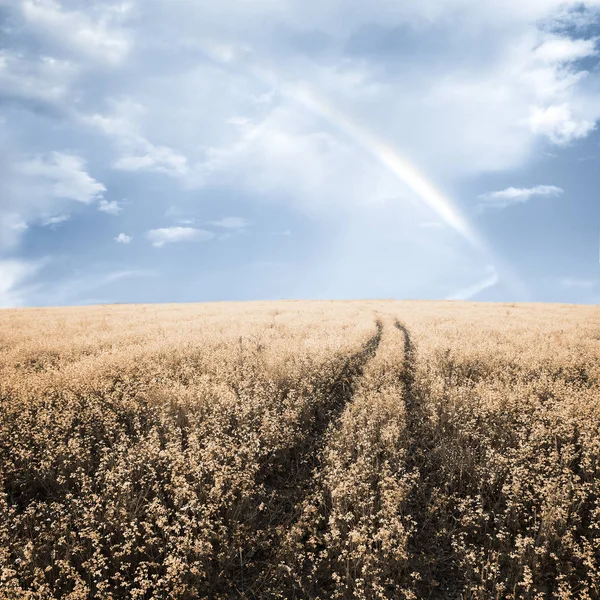 Road Autumn Fields — Stock Photo, Image