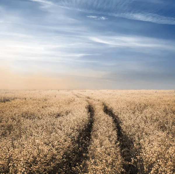 Road Autumn Fields — Stock Photo, Image