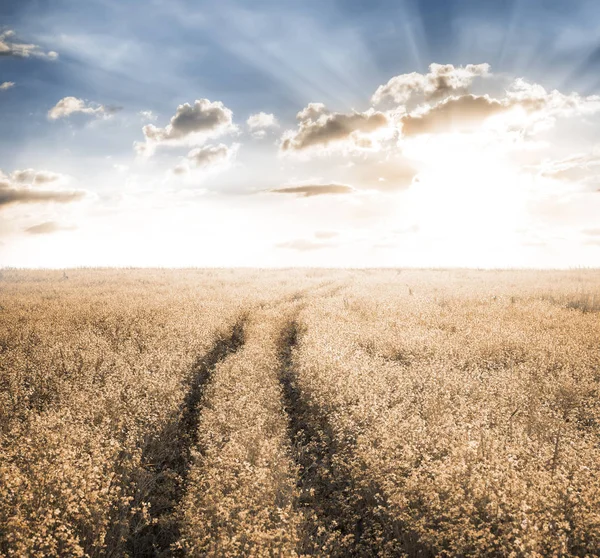 Camino Los Campos Otoño — Foto de Stock