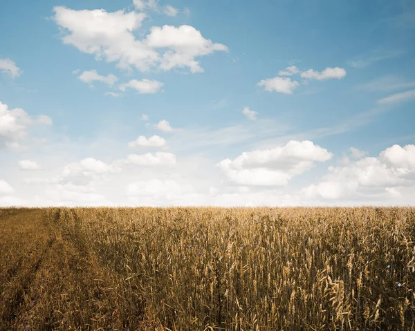 Sky Och Hösten Fält — Stockfoto