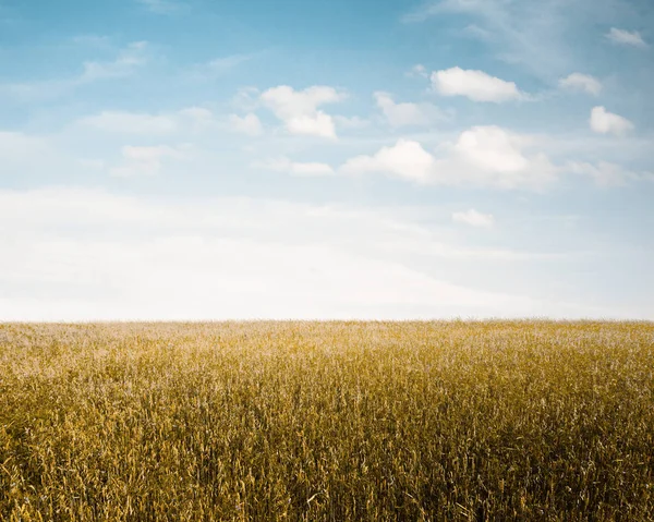 Sky Och Hösten Fält — Stockfoto