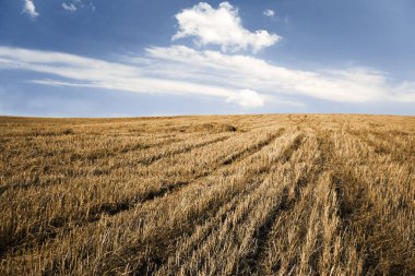 gökyüzü ve sonbahar alanları