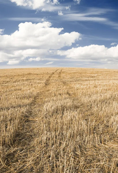 Strada Nei Campi Autunnali — Foto Stock