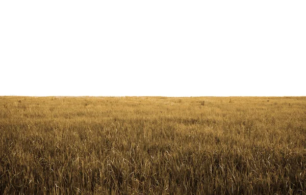 Campos Aislados Sobre Fondo Blanco —  Fotos de Stock