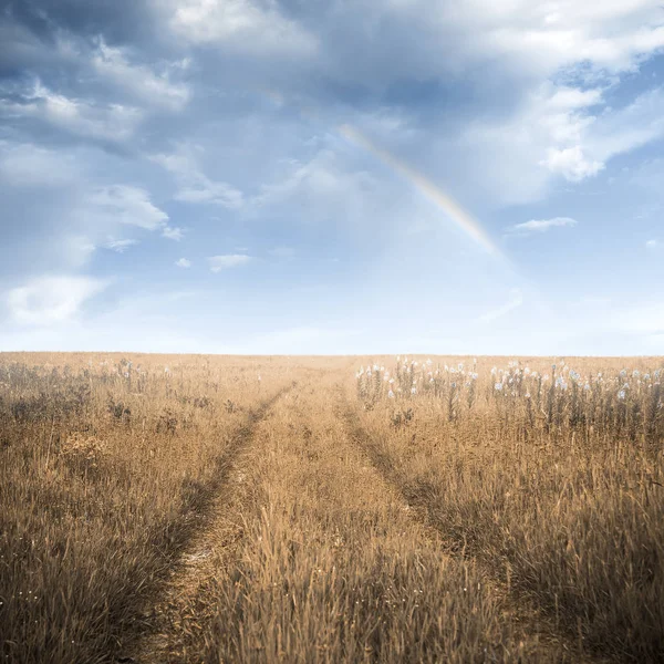 Camino en los campos — Foto de Stock