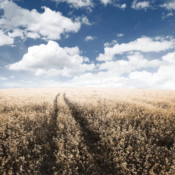 Tarlalarda yol — Stok fotoğraf