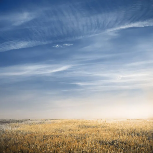 Campi d'autunno — Foto Stock