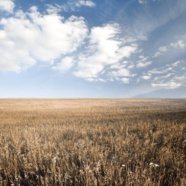 gökyüzü ve sonbahar alanları