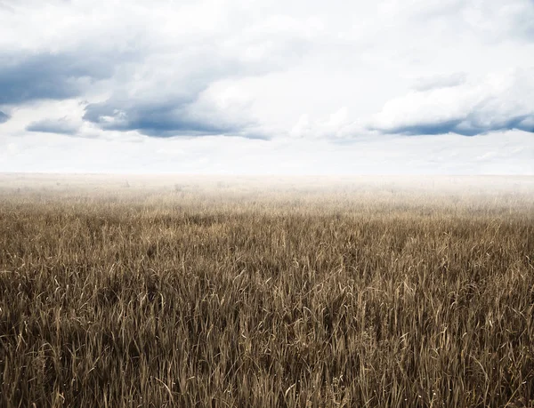 Himmel Und Herbstfelder — Stockfoto