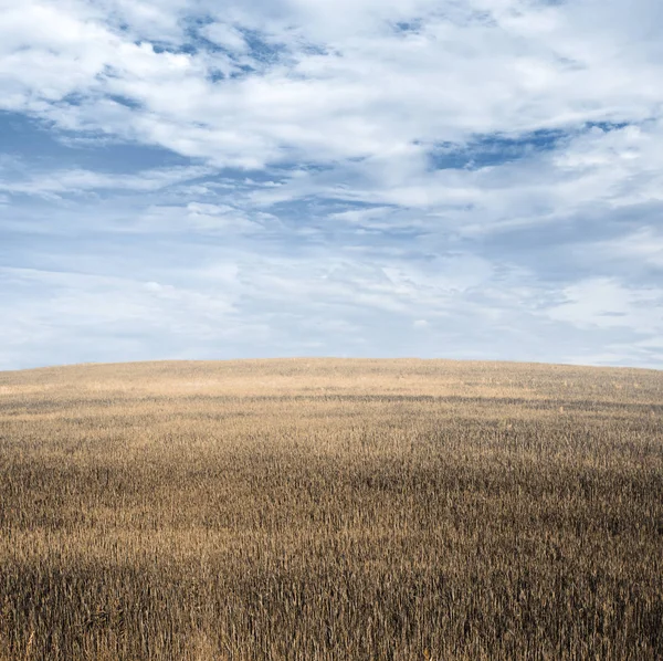 Céu Campos Outono — Fotografia de Stock