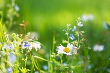 yeşil çimen, yaz bokeh arka plan