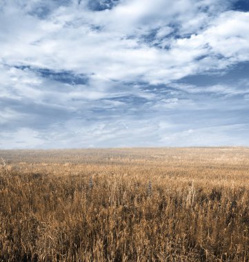 gökyüzü ve sonbahar alanları