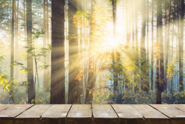 Ormanda gün batımı