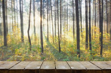 Ormanda gün batımı