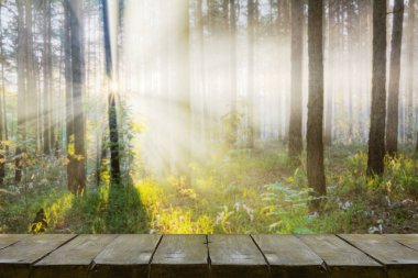 Ormanda gün batımı