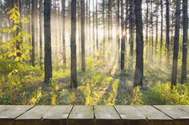 Ormanda gün batımı