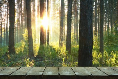 Ormanda gün batımı