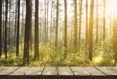 Ormanda gün batımı 