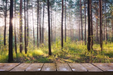 Ormanda gün batımı 