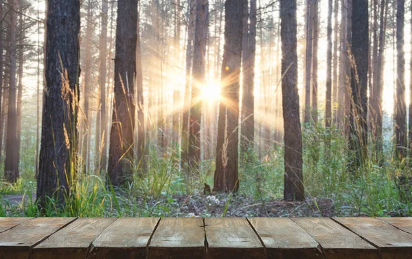 Solnedgang i skogen – stockfoto