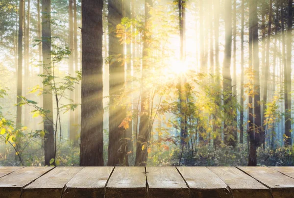 Ormanda gün batımı